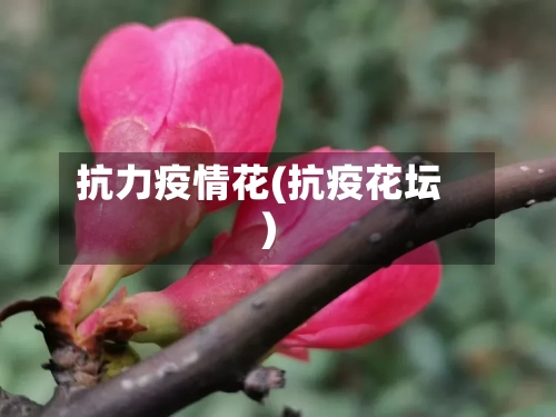 抗力疫情花(抗疫花坛)