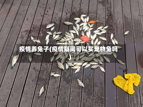 疫情养兔子(疫情期间可以买宠物兔吗)-第3张图片