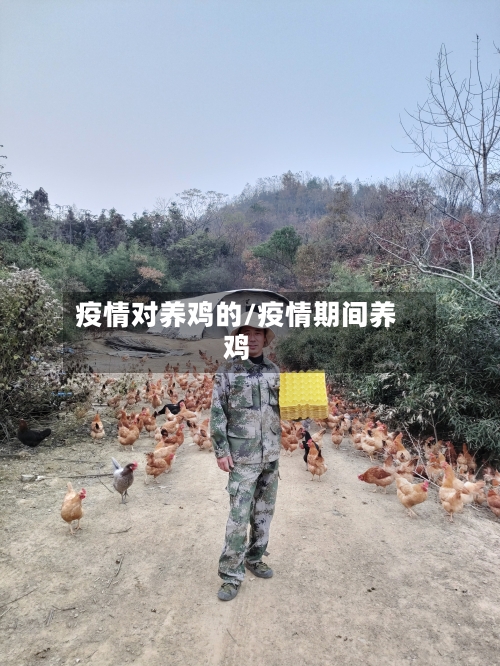 疫情对养鸡的/疫情期间养鸡-第3张图片