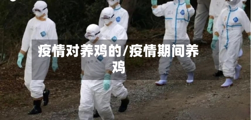 疫情对养鸡的/疫情期间养鸡-第2张图片