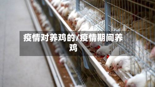 疫情对养鸡的/疫情期间养鸡