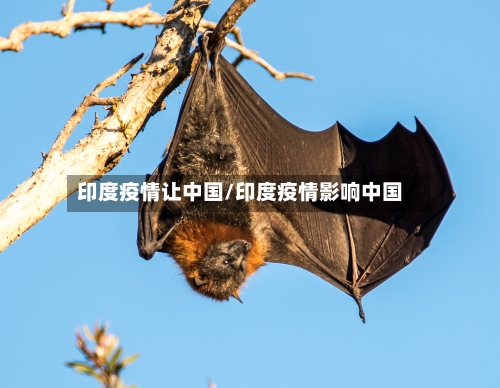 印度疫情让中国/印度疫情影响中国-第3张图片