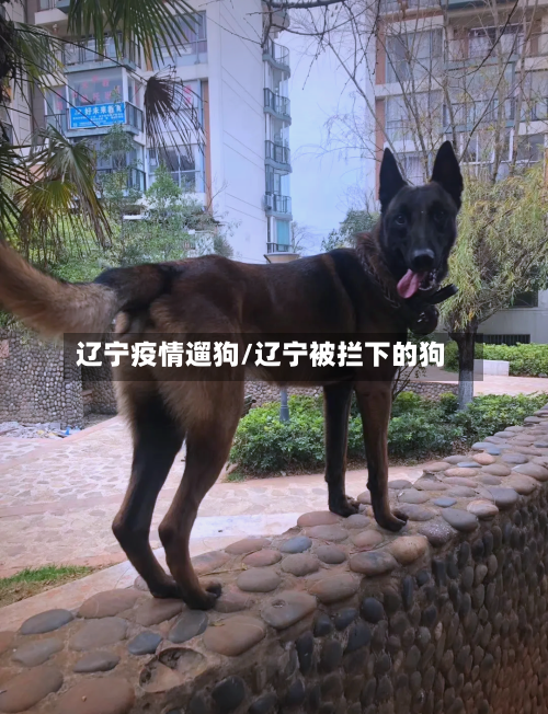 辽宁疫情遛狗/辽宁被拦下的狗