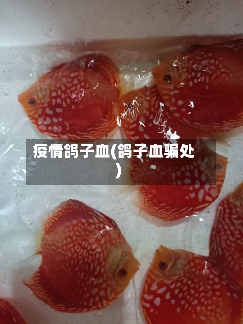 疫情鸽子血(鸽子血骗处)