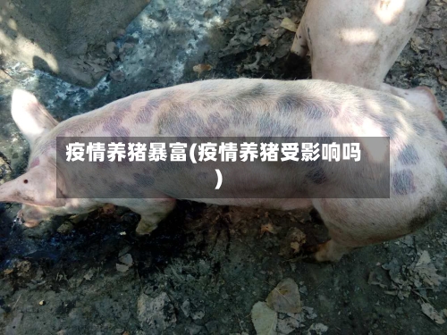疫情养猪暴富(疫情养猪受影响吗)-第2张图片