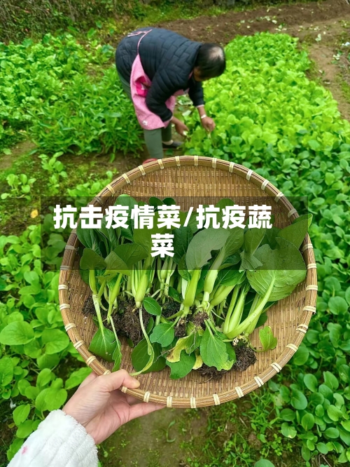 抗击疫情菜/抗疫蔬菜-第2张图片