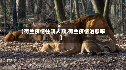 【荷兰疫情住院人数,荷兰疫情治愈率】