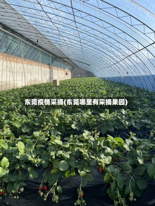 东莞疫情采摘(东莞哪里有采摘果园)