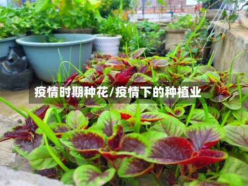 疫情时期种花/疫情下的种植业-第3张图片