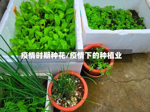 疫情时期种花/疫情下的种植业