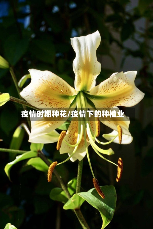 疫情时期种花/疫情下的种植业-第2张图片