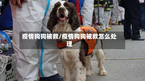疫情狗狗被救/疫情狗狗被救怎么处理