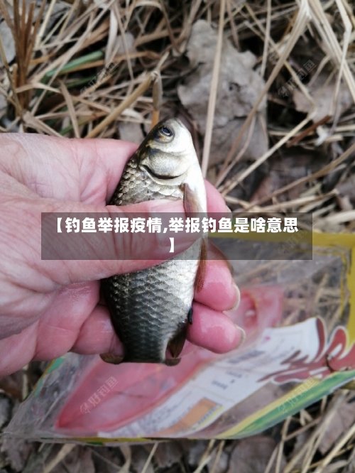 【钓鱼举报疫情,举报钓鱼是啥意思】-第2张图片