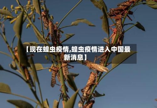 【现在蝗虫疫情,蝗虫疫情进入中国最新消息】