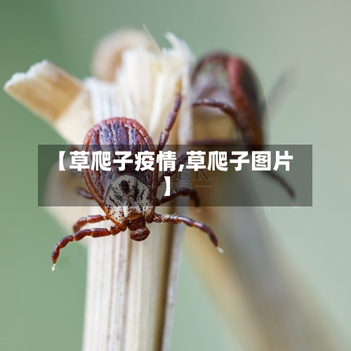 【草爬子疫情,草爬子图片】