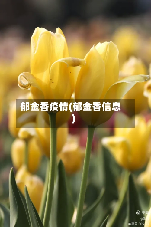 郁金香疫情(郁金香信息)