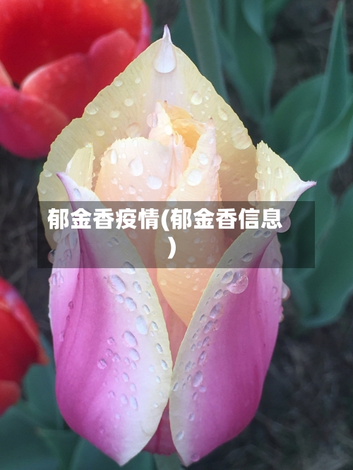 郁金香疫情(郁金香信息)-第3张图片