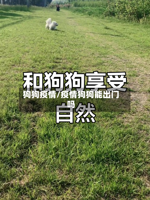 狗狗疫情/疫情狗狗能出门吗