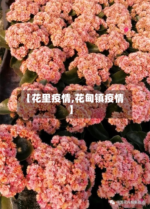 【花里疫情,花甸镇疫情】