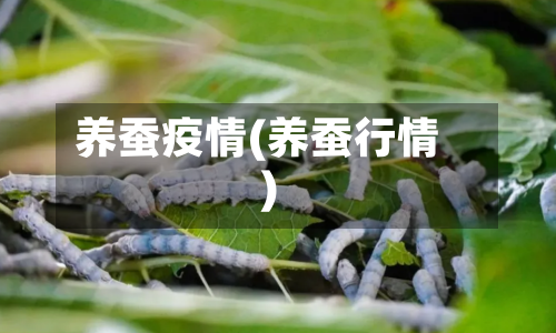养蚕疫情(养蚕行情)-第2张图片