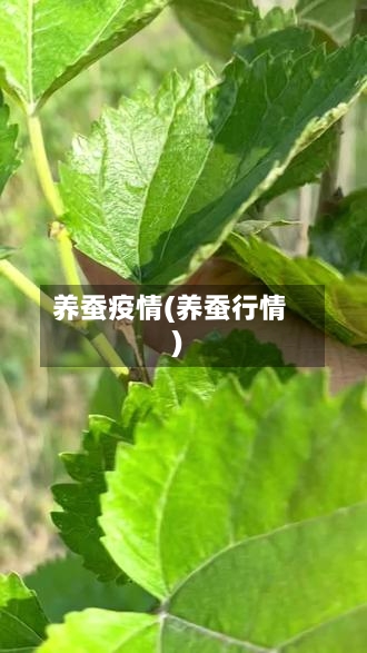 养蚕疫情(养蚕行情)
