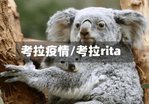 考拉疫情/考拉rita