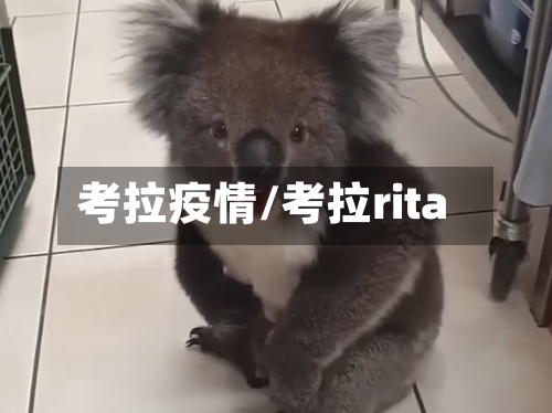 考拉疫情/考拉rita-第2张图片