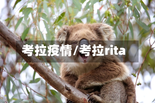 考拉疫情/考拉rita-第3张图片