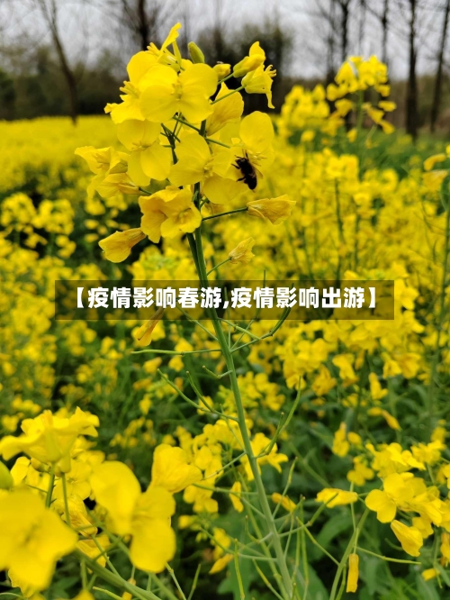 【疫情影响春游,疫情影响出游】