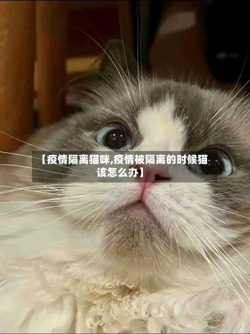 【疫情隔离猫咪,疫情被隔离的时候猫该怎么办】