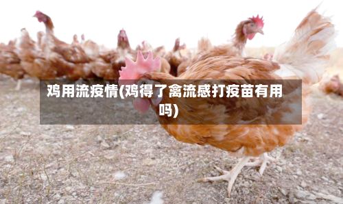 鸡用流疫情(鸡得了禽流感打疫苗有用吗)