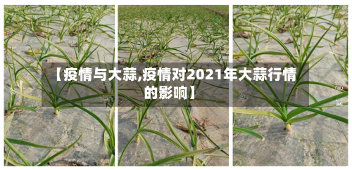 【疫情与大蒜,疫情对2021年大蒜行情的影响】