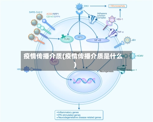 疫情传播介质(疫情传播介质是什么)-第3张图片