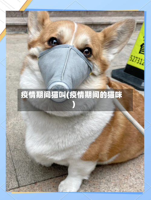 疫情期间猫叫(疫情期间的猫咪)-第2张图片