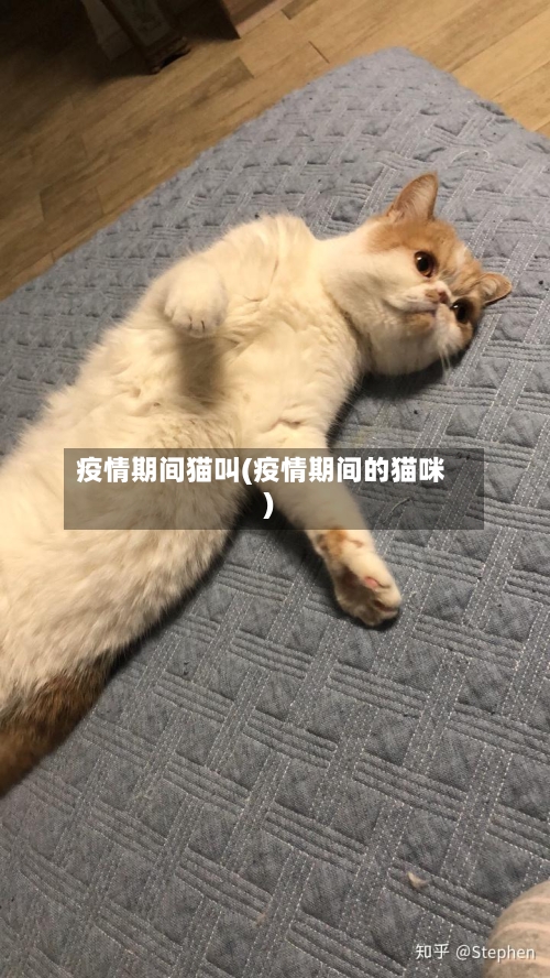 疫情期间猫叫(疫情期间的猫咪)