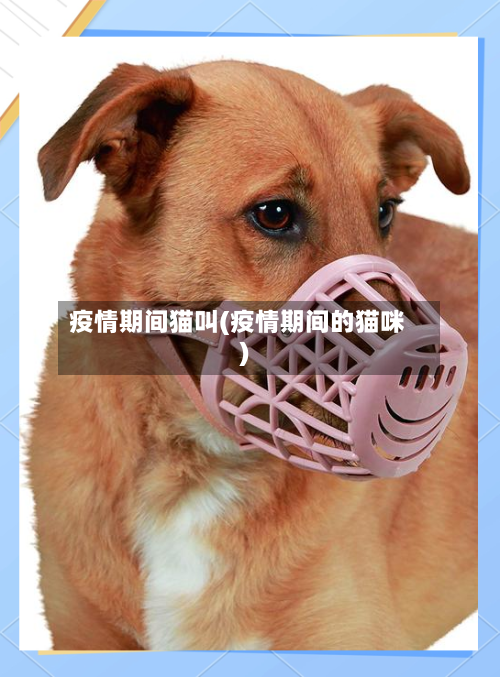 疫情期间猫叫(疫情期间的猫咪)-第3张图片