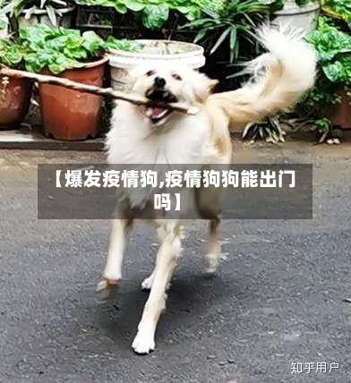 【爆发疫情狗,疫情狗狗能出门吗】