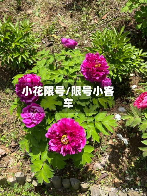 小花限号/限号小客车
