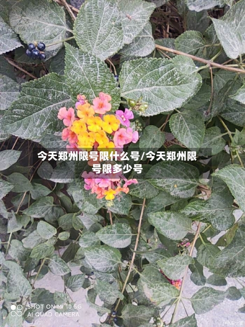 今天郑州限号限什么号/今天郑州限号限多少号