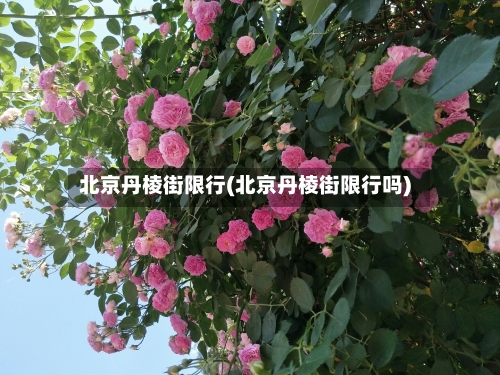 北京丹棱街限行(北京丹棱街限行吗)