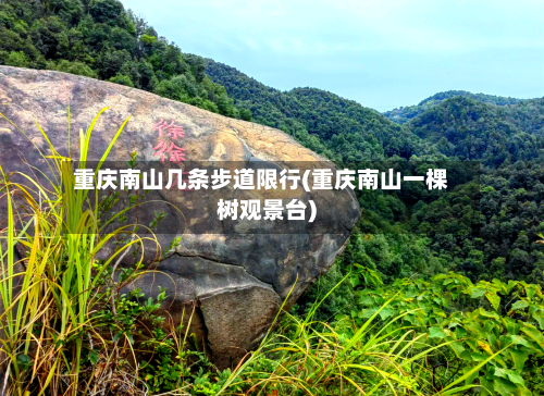 重庆南山几条步道限行(重庆南山一棵树观景台)