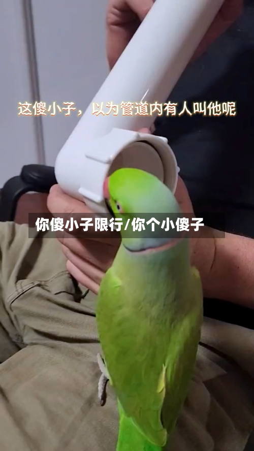 你傻小子限行/你个小傻子-第2张图片