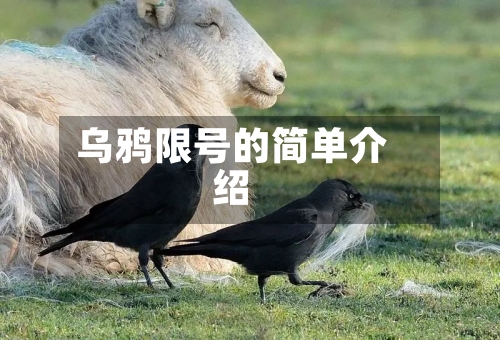 乌鸦限号的简单介绍-第2张图片