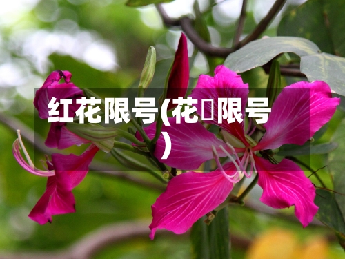 红花限号(花荄限号)