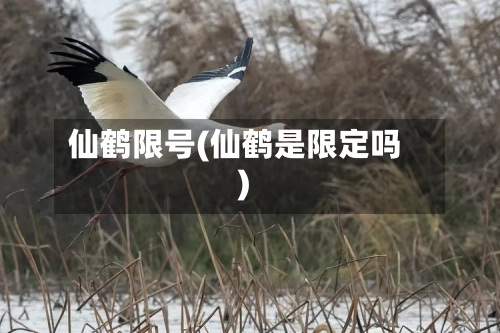 仙鹤限号(仙鹤是限定吗)