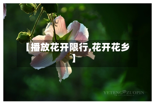 【播放花开限行,花开花乡】