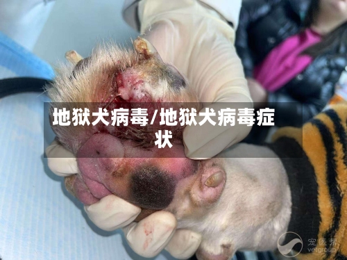 地狱犬病毒/地狱犬病毒症状
