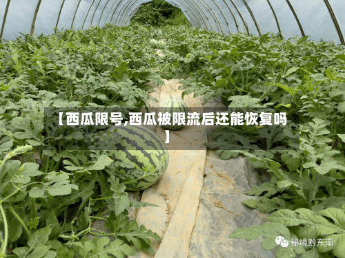 【西瓜限号,西瓜被限流后还能恢复吗】