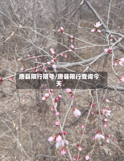 唐县限行限号/唐县限行查询今天-第3张图片