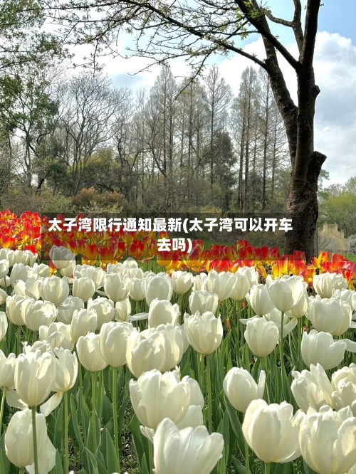 太子湾限行通知最新(太子湾可以开车去吗)